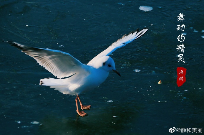 自由飞翔的海鸥 6917-kherpxx7878420.jpg