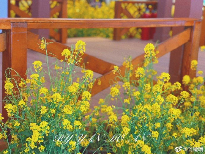 Go to Tianhe City to see the sea of yellow flowers!