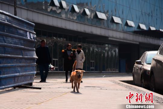 四川省泸州市叙永县新区广场十字路口，“乖乖”正在奔跑。　李欣摄