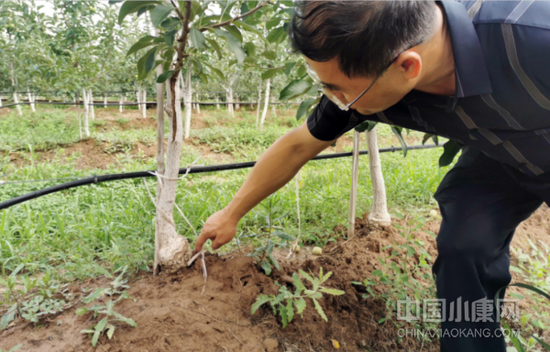 宁县果业中心主任范红年在讲解自根砧矮化密植苹果的格架系统。