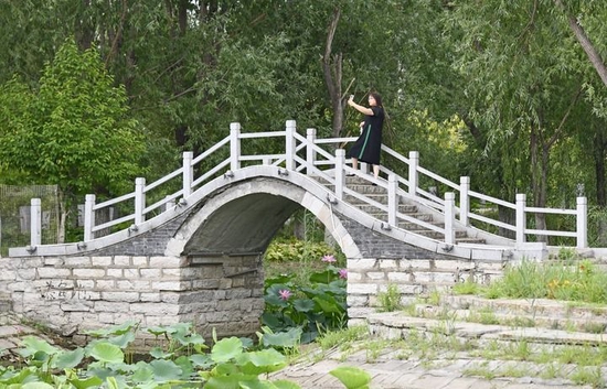 一名游客在天津市宝坻区黄庄镇小辛码头村里的小桥上拍照留念（6月29日摄）。