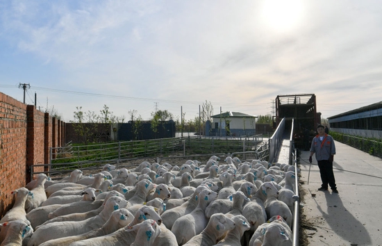 在天津奥群牧业有限公司核心育种场，一批种羊等待进行装车（4月16日摄）。新华社记者孙凡越摄