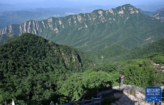 6月2日，朱金保在八仙山聚仙峰峰顶用望远镜远眺观察。