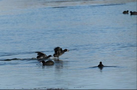 会游泳的“水鸡子”来了！国家二级保护动物白骨顶“打卡”北辰郊野公园