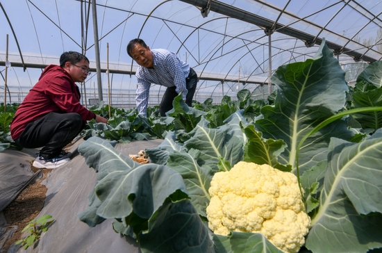 在天津市农业科学院创新基地，孙德岭（右）与副研究员牛国保在实验地里调查不同试验组合花椰菜种长势情况（4月19日摄）。新华社记者孙凡越摄