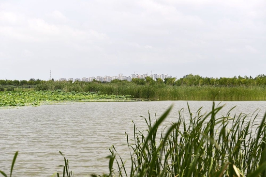 在天津市津南区拍摄的天津绿色生态屏障一景（2022年7月10日摄）新华社记者赵子硕摄