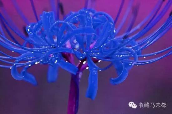 美腻了 天津网友跟拍一个月拍到彼岸花盛开 新浪天津 新浪网