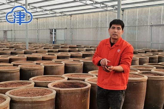 陈明友查看醋醅的状况