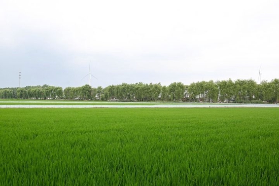 这是位于天津市宝坻区黄庄镇小辛码头村的一处稻田（6月29日摄）。