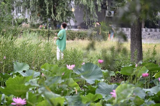 在天津市宝坻区黄庄镇小辛码头村，游客在荷塘边游玩（6月29日摄）。