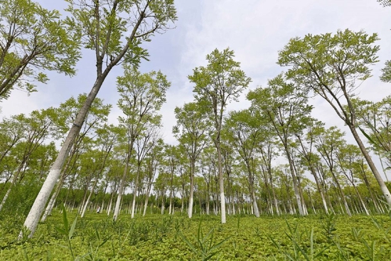 这是2022年7月10日在天津市津南区拍摄的天津绿色生态屏障一景。（新华社记者赵子硕摄）