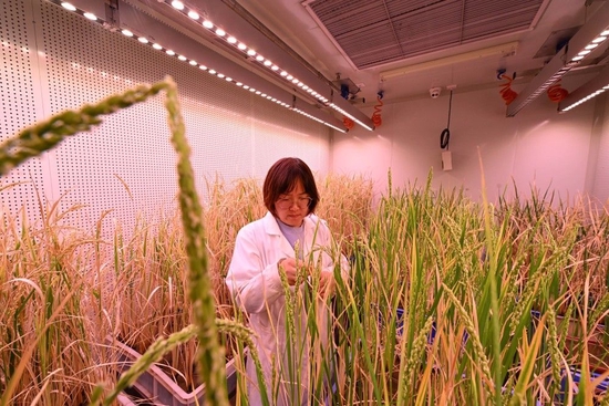 3月14日,在天津市农业科学院农作物研究所,科研人员在人工气候室内考察小站稻试验材料性状。新华社记者 孙凡越 摄