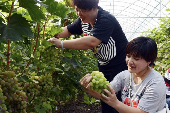 游客在葡萄园里采摘。