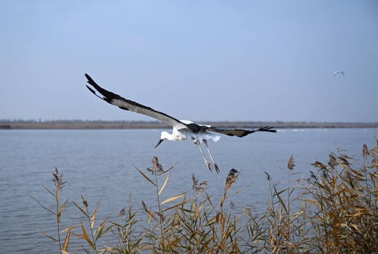 一只被救助的东方白鹳在七里海湿地飞翔，重返自然（2022年11月23日摄）。新华社记者 赵子硕 摄