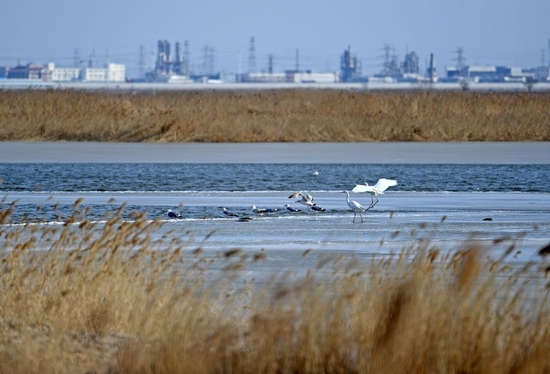 2023年2月1日，候鸟在天津北大港湿地自然保护区栖息。新华社记者 赵子硕 摄