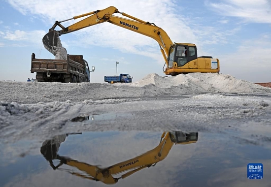 　在天津长芦汉沽盐场，大型机械在盐池中进行扒盐作业（9月14日摄）。
