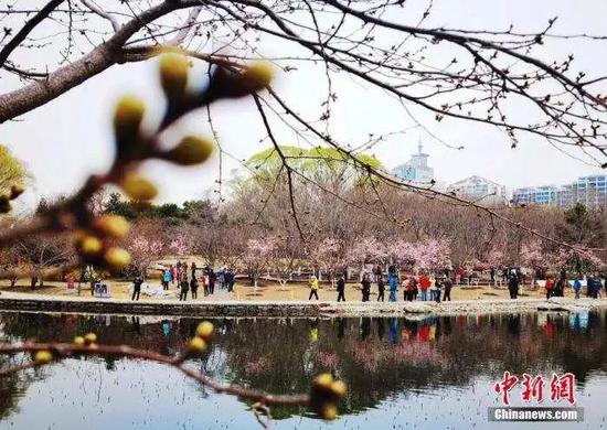 资料图:3月18日,市民和游客在北京玉渊潭公园观赏樱花。 中新社记者 杜洋 摄