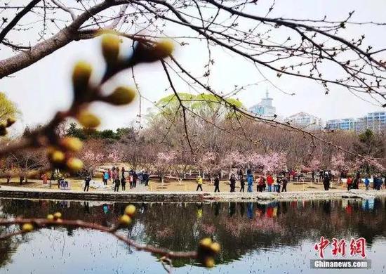 资料图：3月18日，市民和游客在北京玉渊潭公园观赏樱花。 中新社记者 杜洋 摄