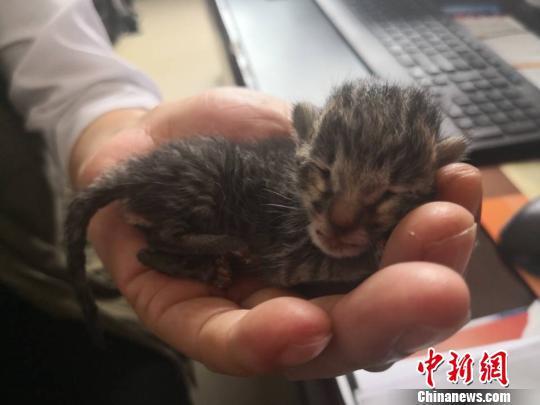 获救的豹猫宝宝。 本文图片均为金平县自然资源公安局提供