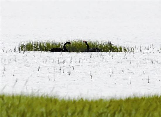 黑天鹅首现七里海湿地