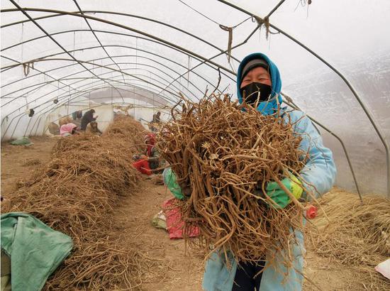 甘肃天水圣慈药业中药材晾晒加工厂的工人正在工作。