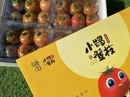 “小鹊登枝”水果番茄 供图 武清区农业农村委