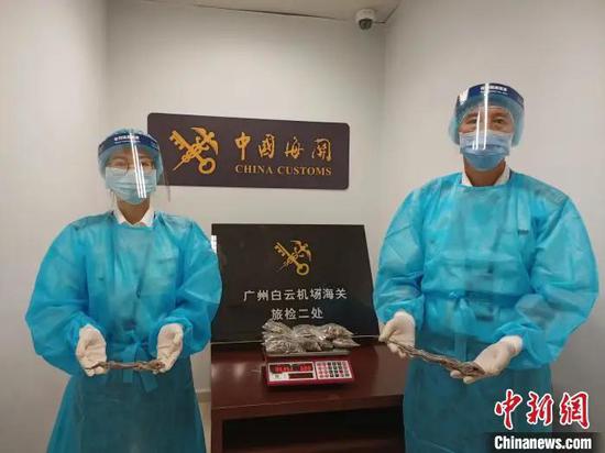 广州白云机场海关关员于旅检渠道查获违规携带入境的切段包装的大壁虎干12袋以及完整的大壁虎干2条 高金连 摄