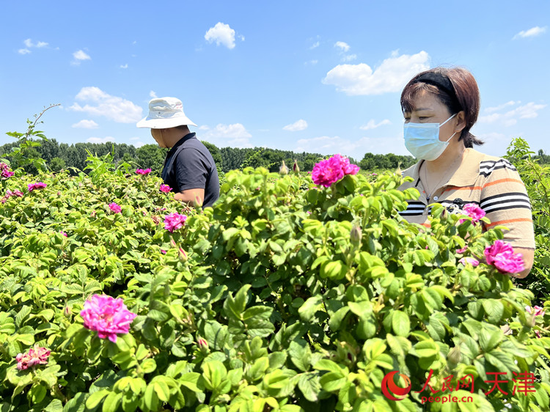 广晟玫瑰种植基地的工人们正在采摘食用玫瑰花。人民网记者 孙翼飞摄