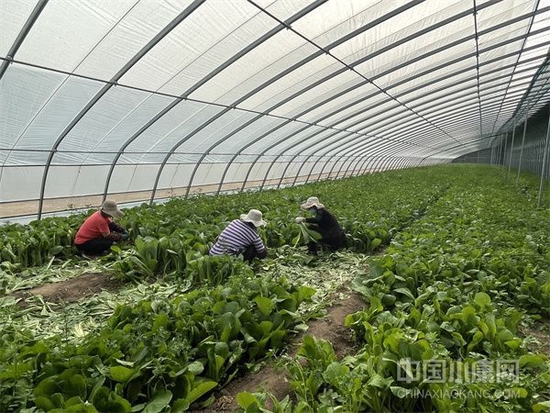 蔬菜大棚里村民务工场景