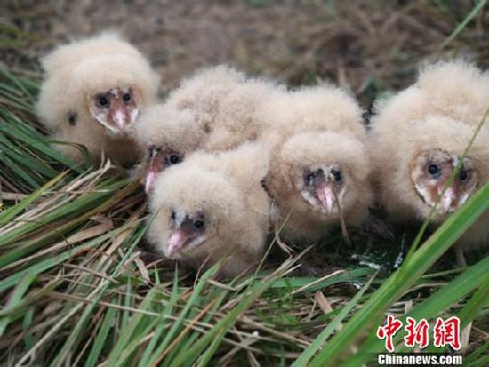 5只猴面鹰幼鸟。 本文图均为 中新网 图