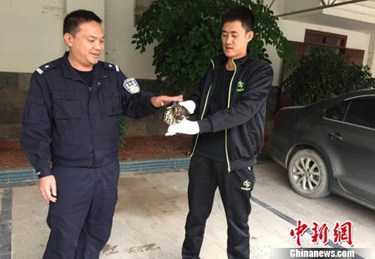 图为民警救助的国家二级保护动物凤头鹰。广南县森林公安局供图