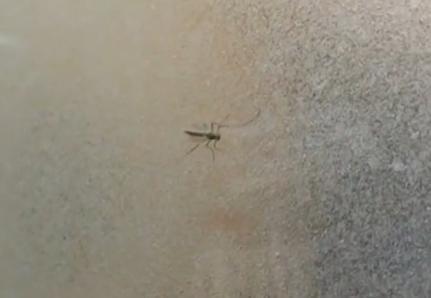 这(蚊子)是我们养的宠物,熏死了要赔的,一百块钱一只。