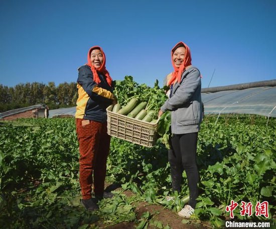 把冬天过暖：天津沙窝萝卜“赛鸭梨”