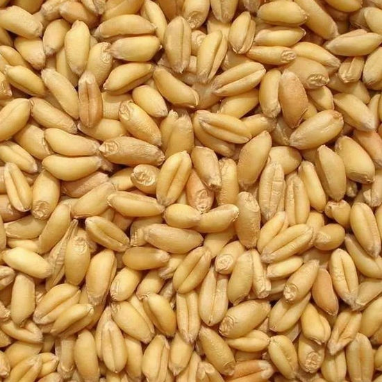 小麦种子