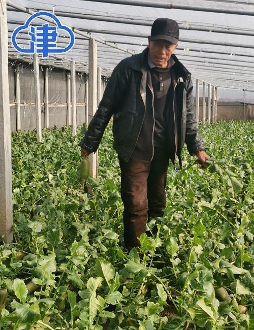 村民在自家的大棚里