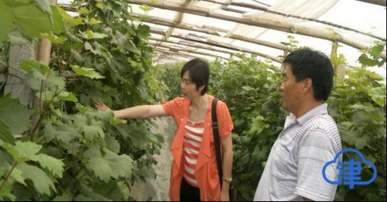 天津市农科院专家来胡柳子村指导种植技术（受访者提供）
