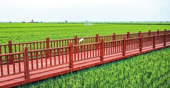万亩稻田,风轻云淡,鸟语花香。