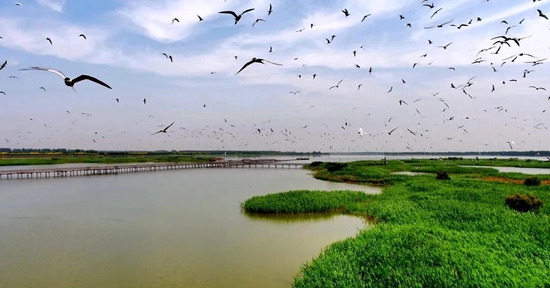 七里海湿地生机勃发，各种鸟类在湿地上空结伴翱翔