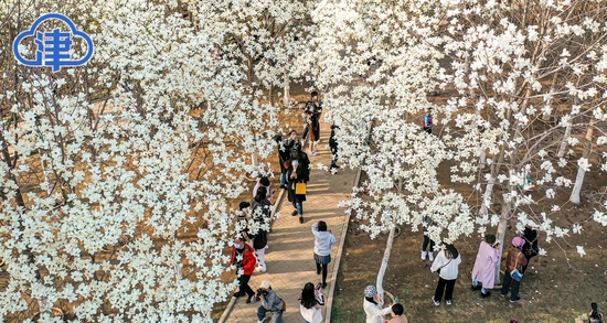  [Melting Media Lens] It's the Qingming Festival of another year when the spring rain hasn't fallen and the flowers are blooming