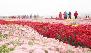 宝坻菊花