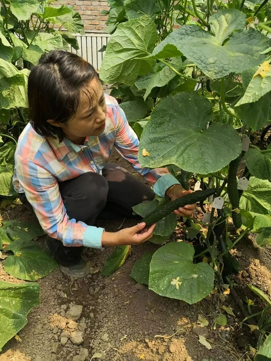 ▲李愚鹤在黄瓜育种基地