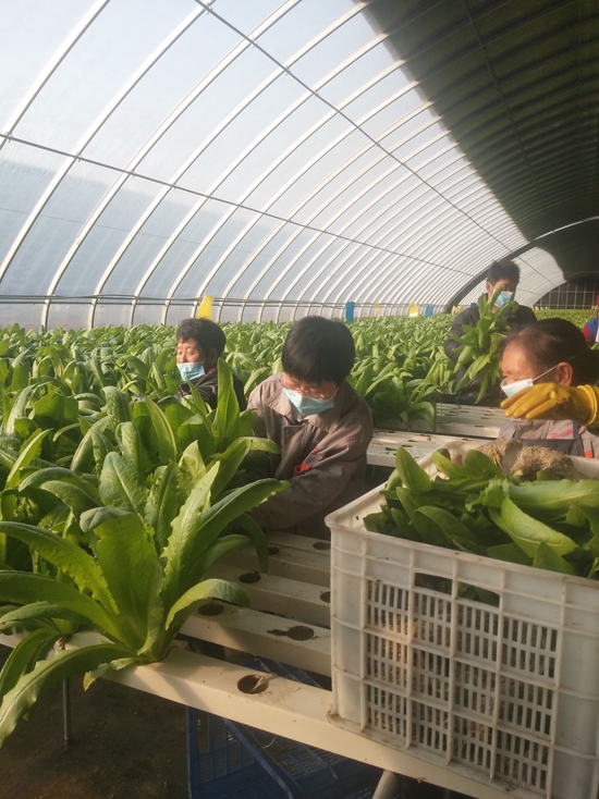 在天津苗牧集团有限公司的蔬菜基地里，工人们正在抢收油麦菜。