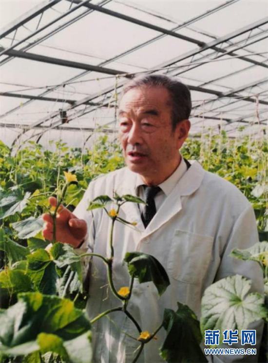 侯锋在温室中调查黄瓜的长势(资料照片)。