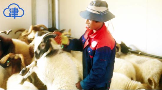 “阿旺”绵羊成为西藏乡村振兴“领头羊”