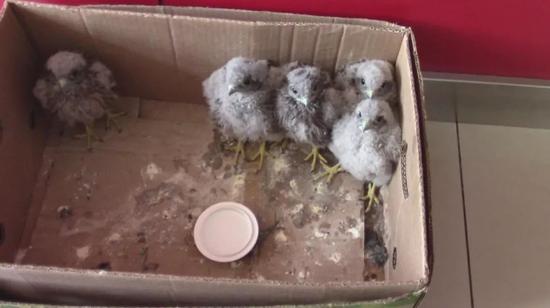 天津这施工时发现幼鸟 原来竟是猛禽猎隼