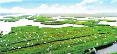 七里海原生态自然湿地风光