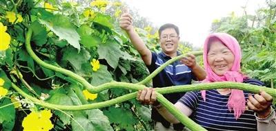 科学引导农民种植蛇瓜等蔬菜品种