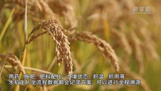 新华全媒+｜天津：科技助力水稻品质与产量双提升