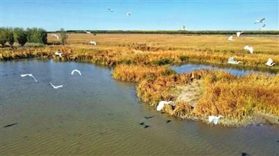 图 宁河区七里海湿地环境全面向好，一幅人与自然和谐共生的美丽生态画卷正在徐徐展开。本报记者 钱进 潘立峰 摄