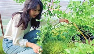 吕欣在试验棚观察蓝莓生长情况。